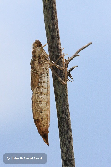 IMG_5564 Anax imperator exuvia.JPG